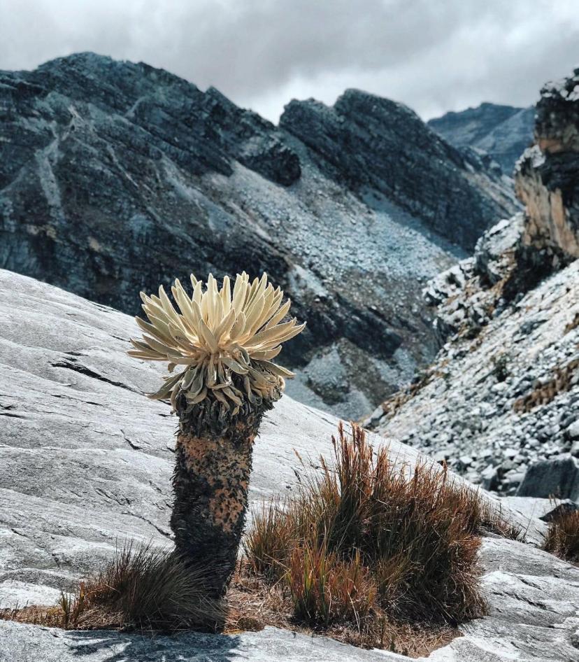 Gll Hotel El Cocuy ภายนอก รูปภาพ